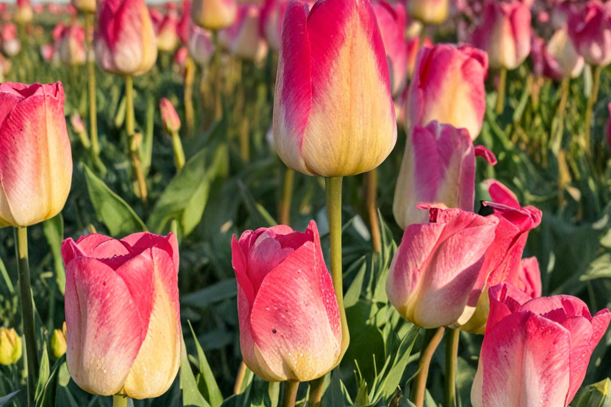Tom Pouce Tulip Bulbs – Pink and Apricot Spring Flowering Tulipa Perennial Bulb for Garden Beds & Containers