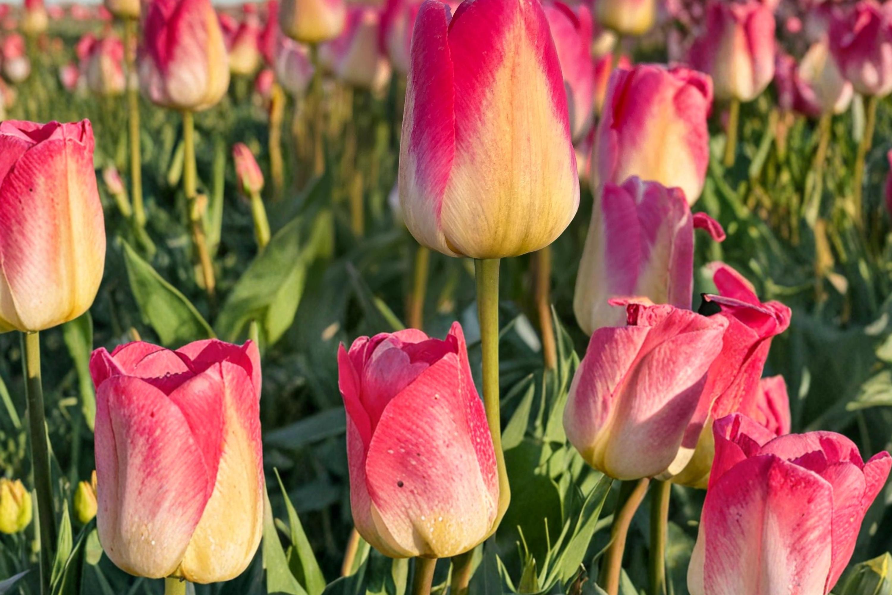 Tom Pouce Tulip Bulbs – Pink and Apricot Spring Flowering Tulipa Perennial Bulb for Garden Beds & Containers