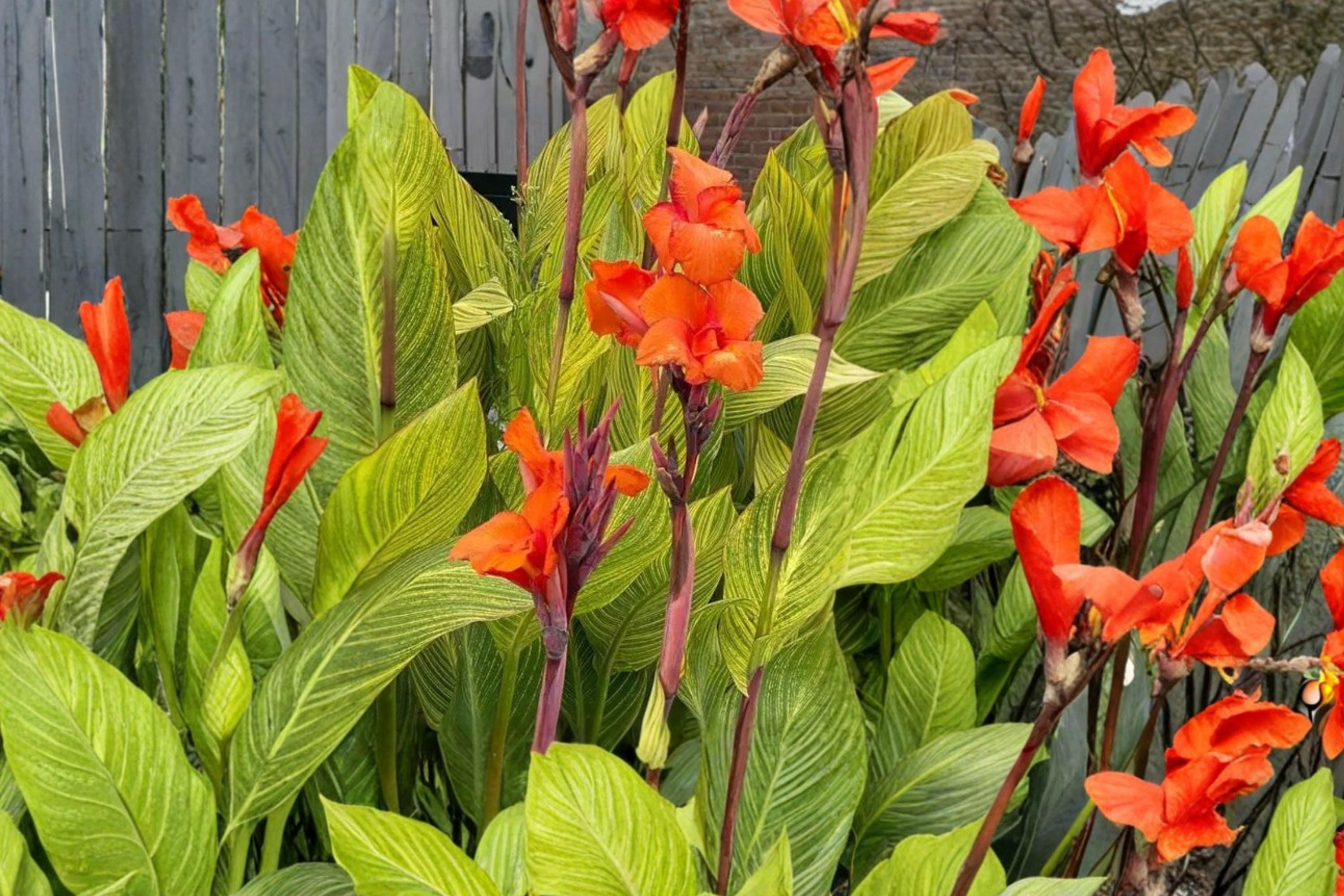 Pretoria Canna Lily Bulbs – Orange Flowers, Variegated Foliage, Garden & Container Plant, Perennial Canna Bulb