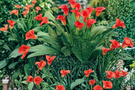 Majestic Red Calla Lily Bulbs – Zantedeschia, Deep Red Trumpet Flower, Perennial Garden & Container Plant