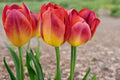 Amber Inferno Tulip Bulbs – Spring Flowering Perennial Tulipa with Warm Amber, Orange, Red Blooms for Garden Beds & Containers