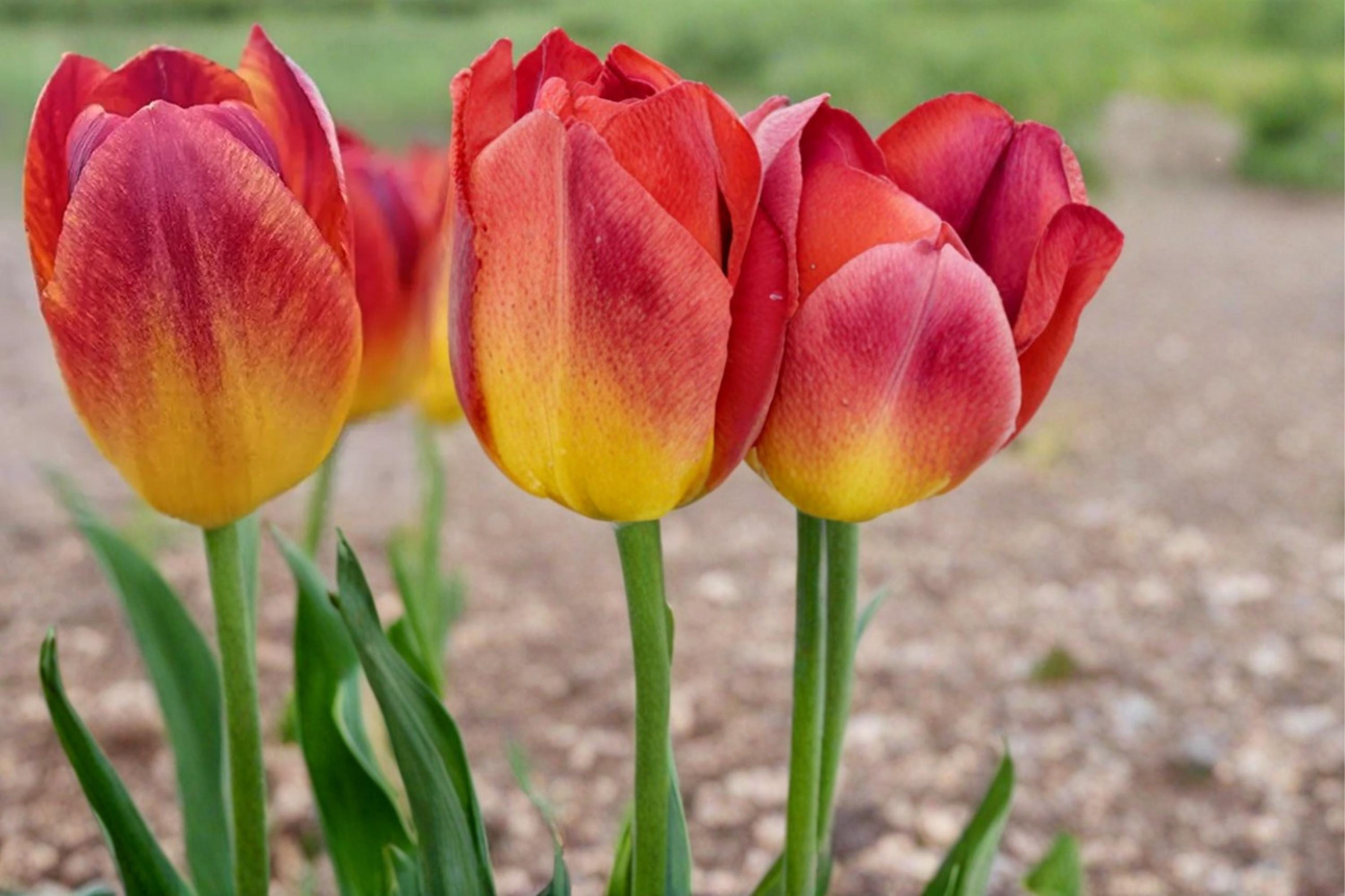 Amber Inferno Tulip Bulbs – Spring Flowering Perennial Tulipa with Warm Amber, Orange, Red Blooms for Garden Beds & Containers