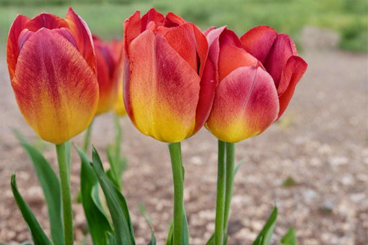 Amber Inferno Tulip Bulbs – Spring Flowering Perennial Tulipa with Warm Amber, Orange, Red Blooms for Garden Beds & Containers
