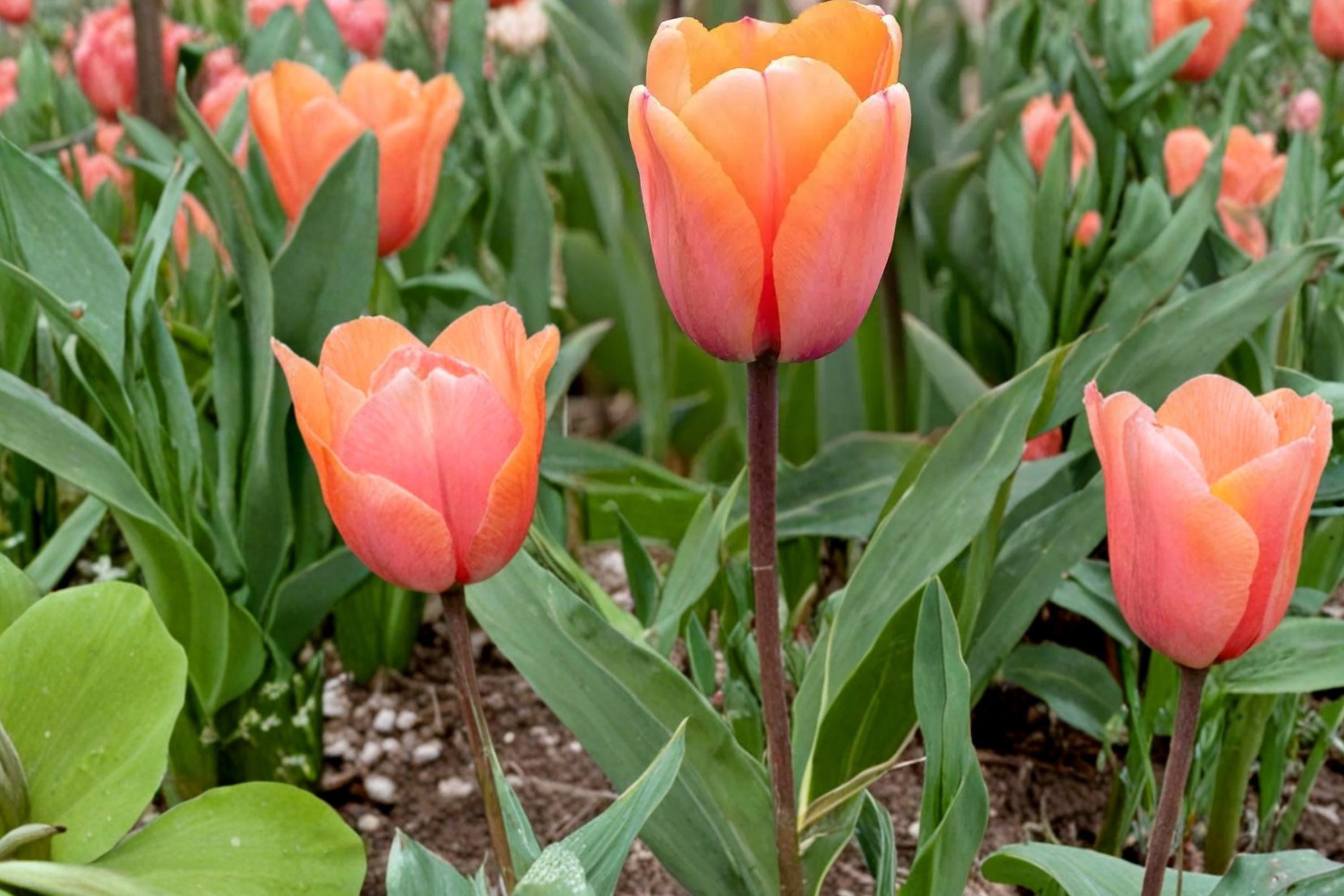 Apricot Impression Tulip Bulbs – 10 Pack, Spring Flowering Tulipa, Perennial Garden Bulb, Apricot and Pink Blooms