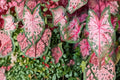 Carolyn Whorton Caladium Bulbs – Pink & Green Foliage, Shade Garden, Tropical Ornamental, Caladium bicolor, Container & Landscape Plant