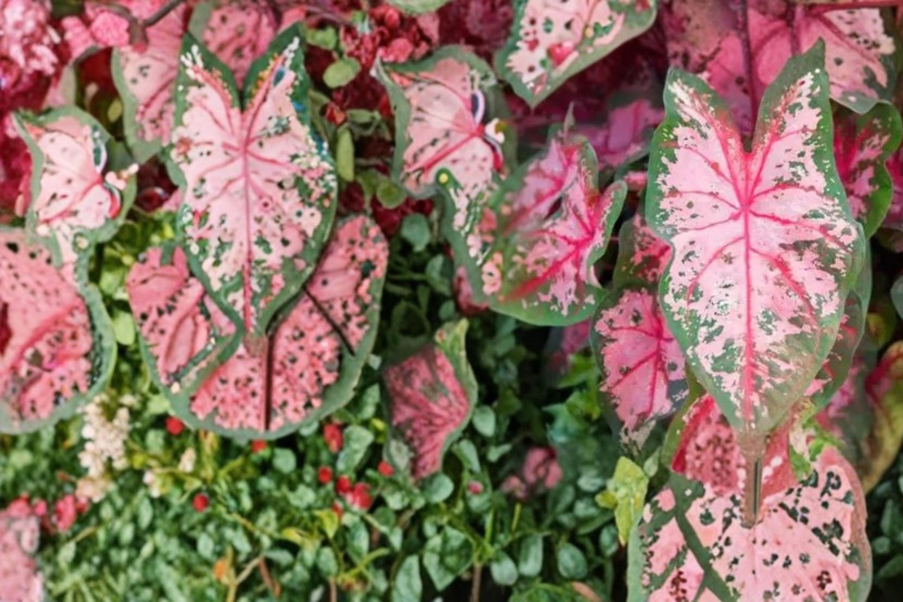 Carolyn Whorton Caladium Bulbs – Pink & Green Foliage, Shade Garden, Tropical Ornamental, Caladium bicolor, Container & Landscape Plant