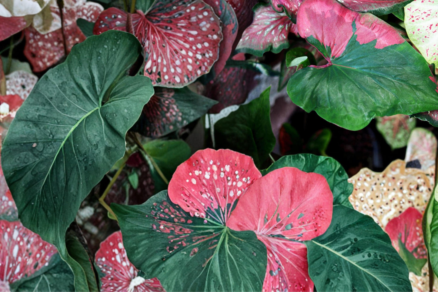Harrison Strap Caladium Bulbs – Caladium bicolor – Tropical Shade Garden Foliage Plant