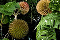 Soncoya Seeds – Annona purpurea Tropical Fruit Tree for Warm Climates, Edible Orange Flesh, Exotic Fruit Plant, 5 Seeds
