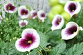 Picasso Calla Lily Bulbs – Zantedeschia, Bicolor Purple and White Flower, Ornamental Garden and Container Plant, 3 Bulbs