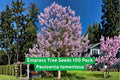 Empress Tree Seeds 100 Pack | Fast-Growing Paulownia tomentosa Hardwood Tree for Shade, Privacy & Biomass