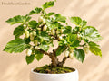 White Mulberry Unrooted Cuttings 6 Inch Morus alba Cold Hardy Fruit Tree for Garden & Orchard