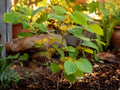 Bare Root Witch Hazel Tree - Fall Blooming Hamamelis virginiana with Fragrant Yellow Flowers, 12-24 Inches