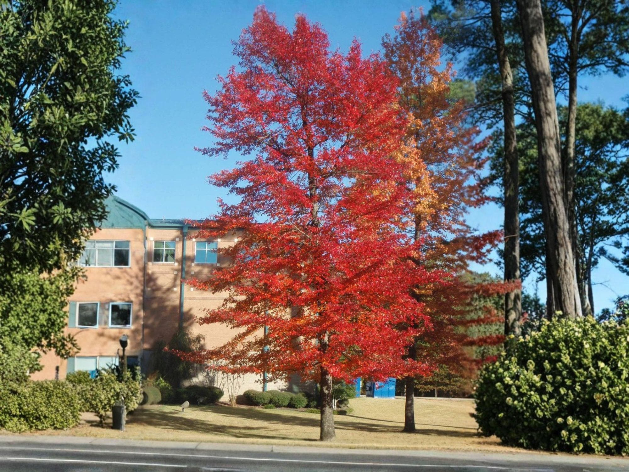 Black Gum Tree Bare Root 12-24" Nyssa sylvatica Fall Color Native Tree for Landscaping