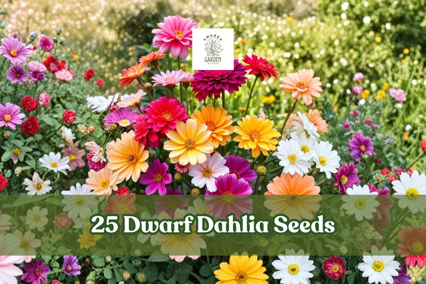 Dwarf Dahlia Seeds Summer Mix - Compact Container Flowering Plant, Bright Multicolor Blooms, Dahlia spp.