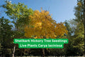 Shellbark Hickory Tree Seedlings | Native Nut Tree | Carya laciniosa | Hardwood Shade & Landscaping Plants