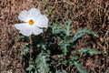 Prickly Poppy Seeds, White Native Wildflower, Argemone polyanthemos, Drought-Tolerant Wildflower Seeds for Prairie & Xeriscape Gardens