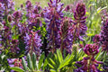 Twogroove Milkvetch Seeds – Native Astragalus bisulcatus, Drought-Tolerant Wildflower for Prairies, Xeriscape & Restoration Plantings