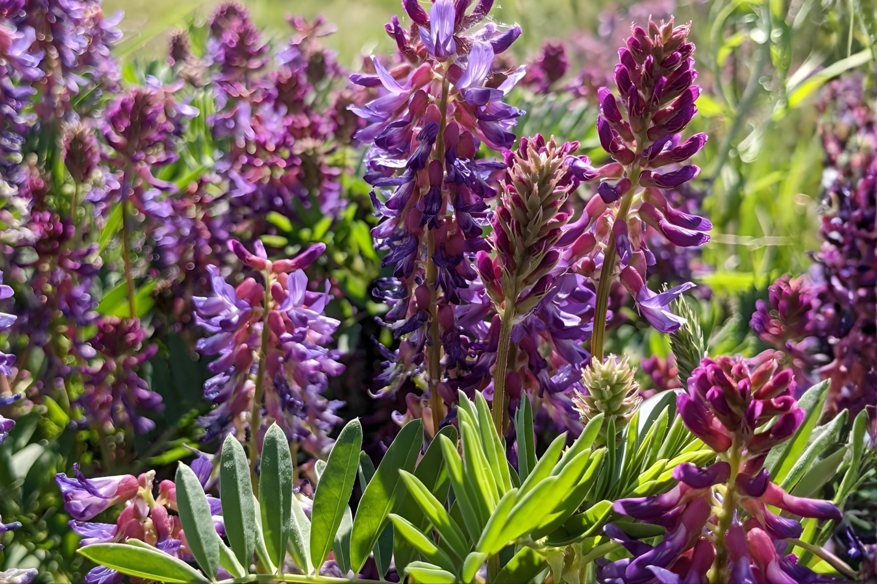 Twogroove Milkvetch Seeds – Native Astragalus bisulcatus, Drought-Tolerant Wildflower for Prairies, Xeriscape & Restoration Plantings