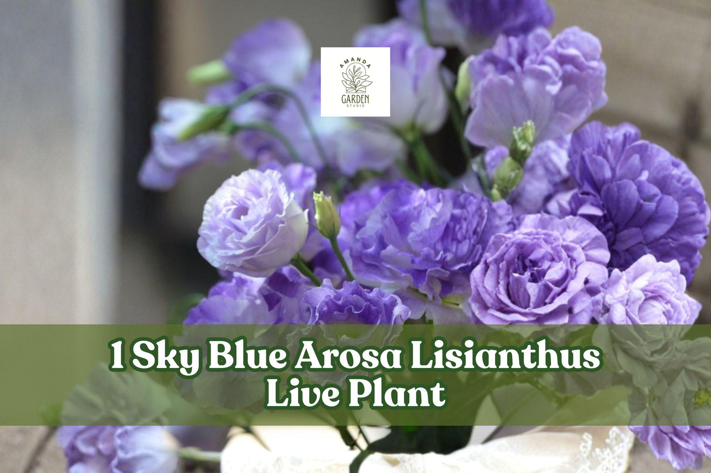 Sky Blue Arosa Lisianthus Live Plant Plug – Eustoma grandiflorum Flower Starter for Containers & Garden