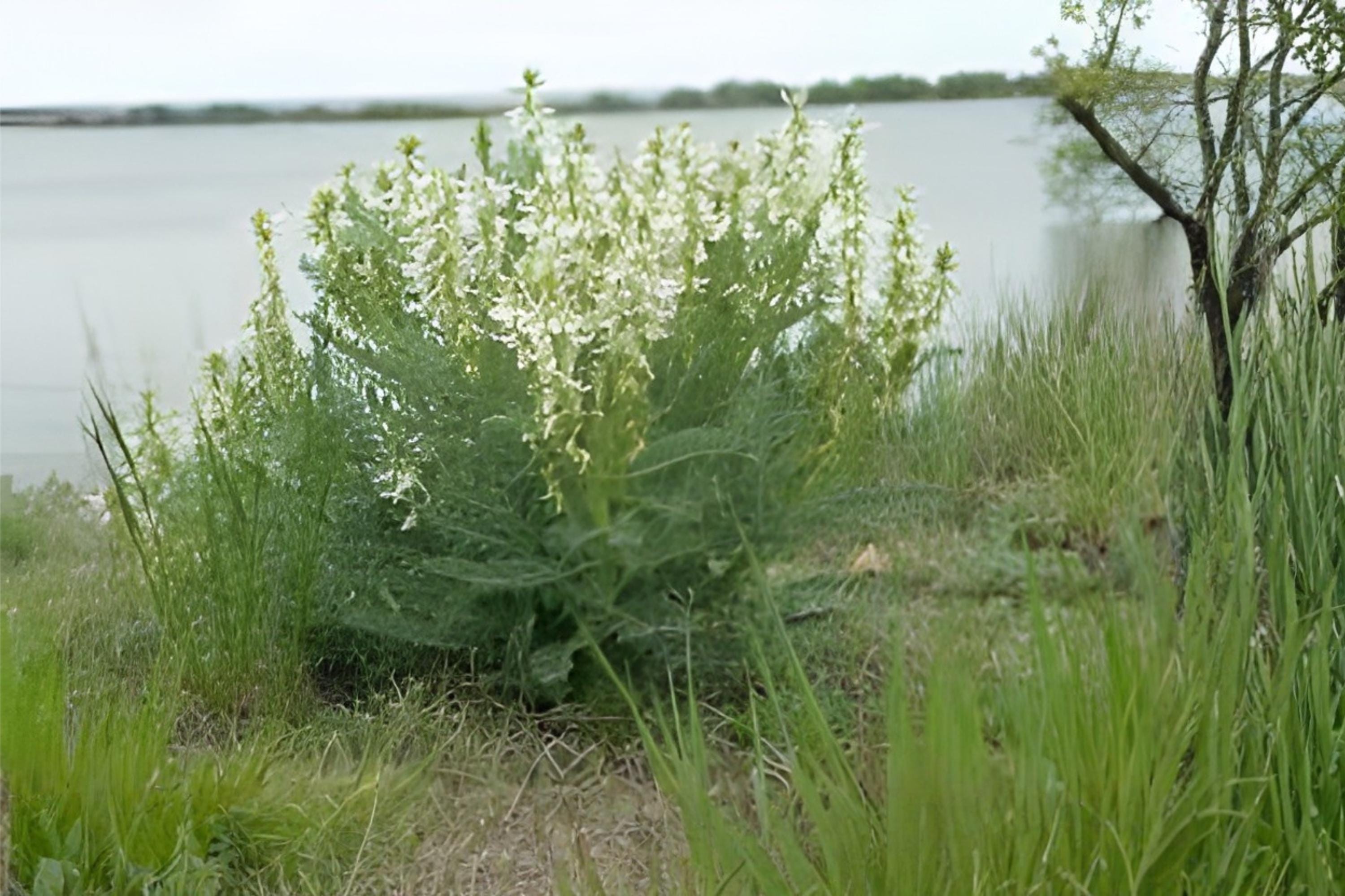 Woolly Milkvetch Seeds – Native Astragalus drummondii for Wildflower Gardens, Prairies & Restoration Projects