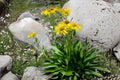 Orange Mountain Daisy Seeds - Native Alpine Wildflower, Drought Tolerant, Hymenoxys hoopesii, Bright Orange Blooms, Rock Garden Planting