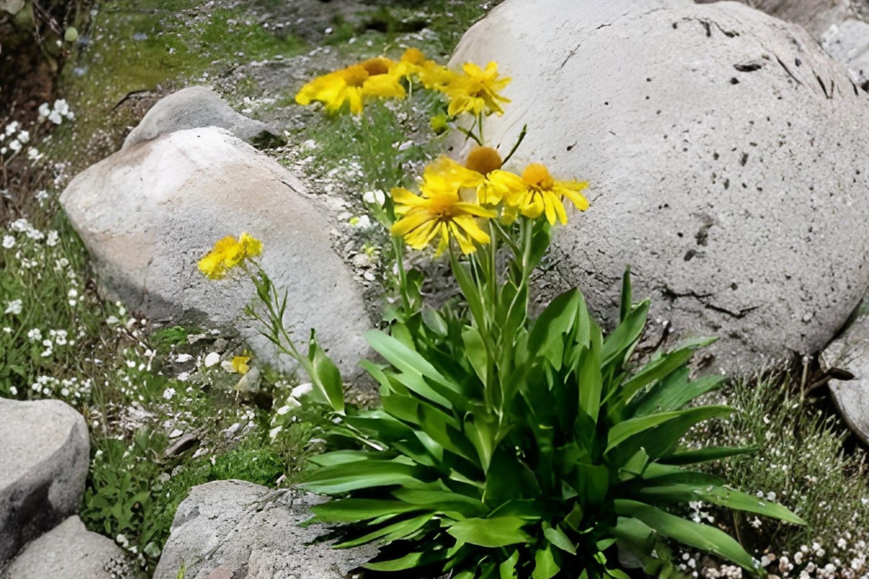 Orange Mountain Daisy Seeds - Native Alpine Wildflower, Drought Tolerant, Hymenoxys hoopesii, Bright Orange Blooms, Rock Garden Planting