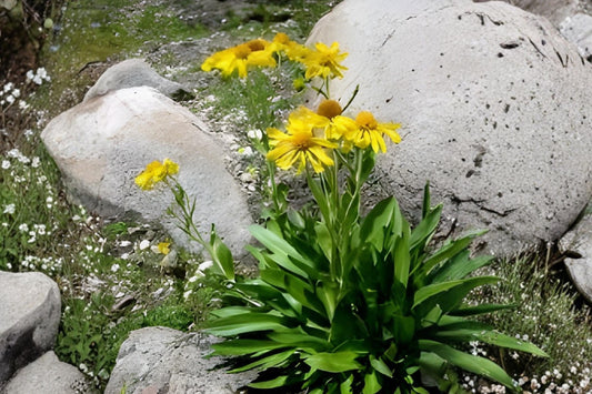 Orange Mountain Daisy Seeds - Native Alpine Wildflower, Drought Tolerant, Hymenoxys hoopesii, Bright Orange Blooms, Rock Garden Planting