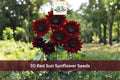 Red Sun Sunflower Seeds, Helianthus annuus, Maroon Cut Flower, Outdoor Annual, 30 Seeds