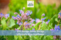 Borage Seeds 200+ Borago officinalis Blue Starflower Herb Garden, Annual Flowering Plant for Outdoors