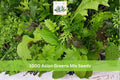 Asian Greens Mix Seeds - Microgreens & Baby Leaf Garden Pack, Leafy Vegetable Blend for Indoor & Outdoor Growing