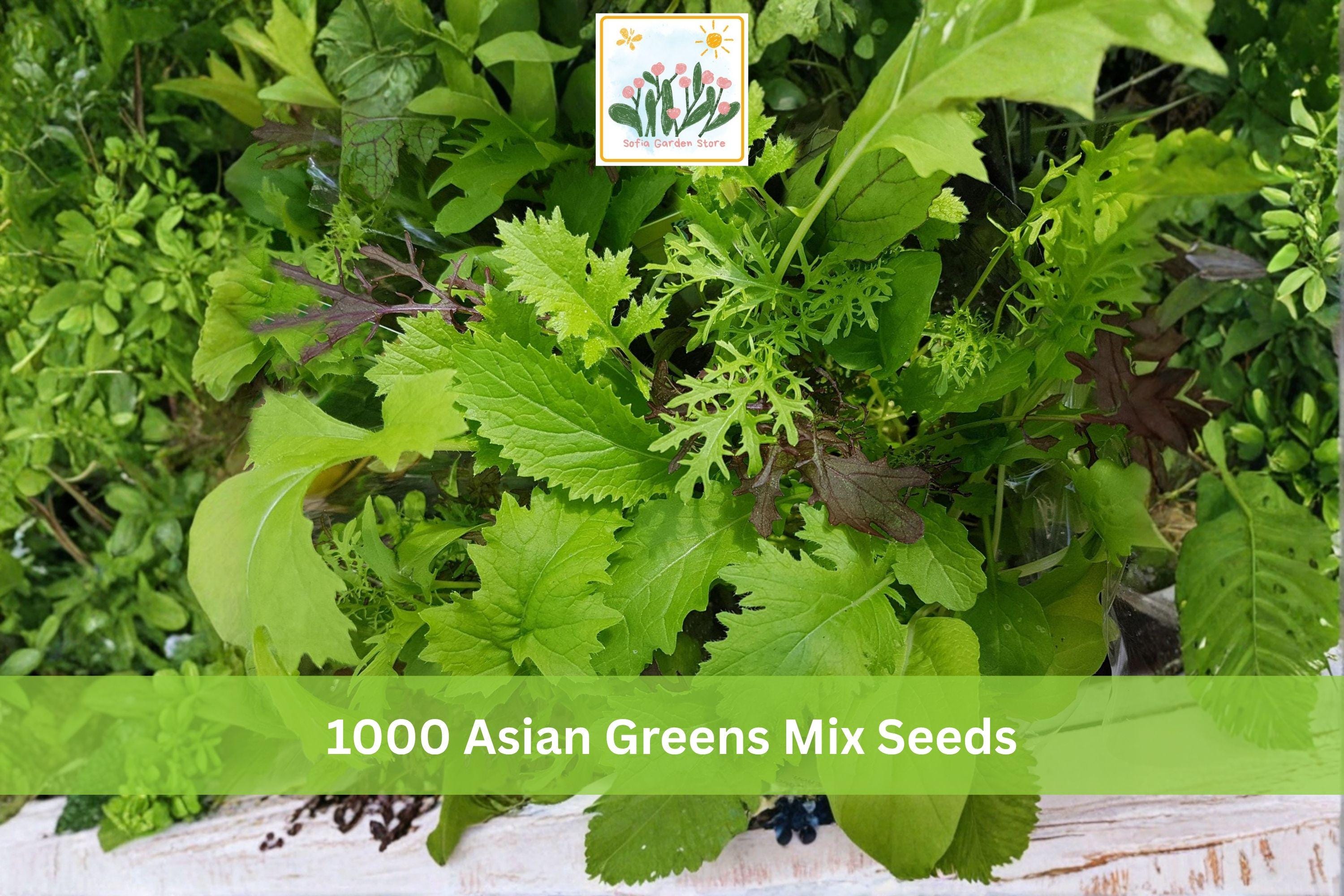 Asian Greens Mix Seeds - Microgreens & Baby Leaf Garden Pack, Leafy Vegetable Blend for Indoor & Outdoor Growing