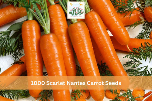1000+ Scarlet Nantes Carrot Seeds Daucus carota Heirloom Vegetable Garden Crop for Outdoor Planting