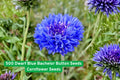 Dwarf Blue Bachelor Button Seeds | Cornflower | Bright Blue Wildflower | Centaurea cyanus | Easy to Grow