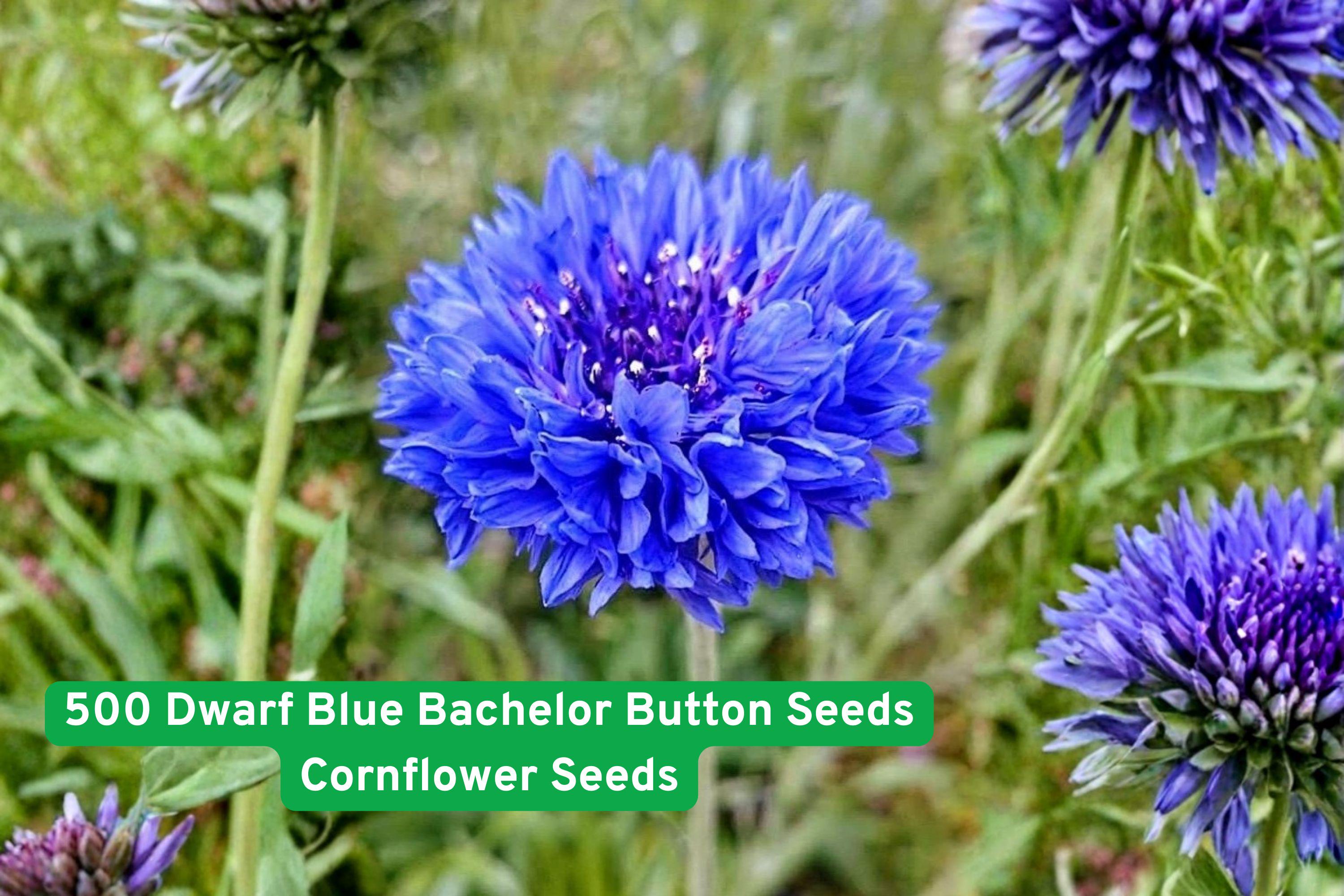 Dwarf Blue Bachelor Button Seeds | Cornflower | Bright Blue Wildflower | Centaurea cyanus | Easy to Grow