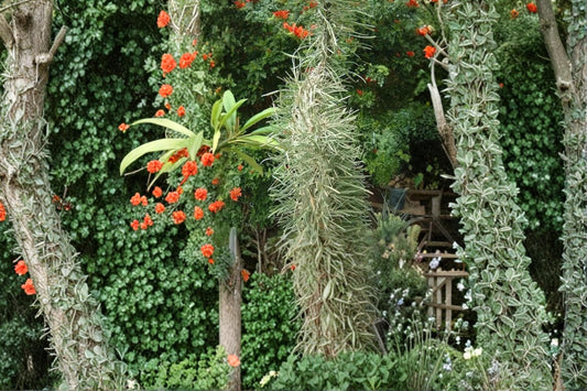 Octopus Tree Seeds – Didierea madagascariensis Succulent Tree for Arid Climates, Rare Madagascar Native Plant, 5 Seeds