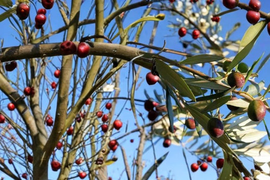 Olive Tree Seeds – Olea europaea – Edible Fruit, Evergreen, Drought Tolerant, Garden Plant, Mediterranean Climate