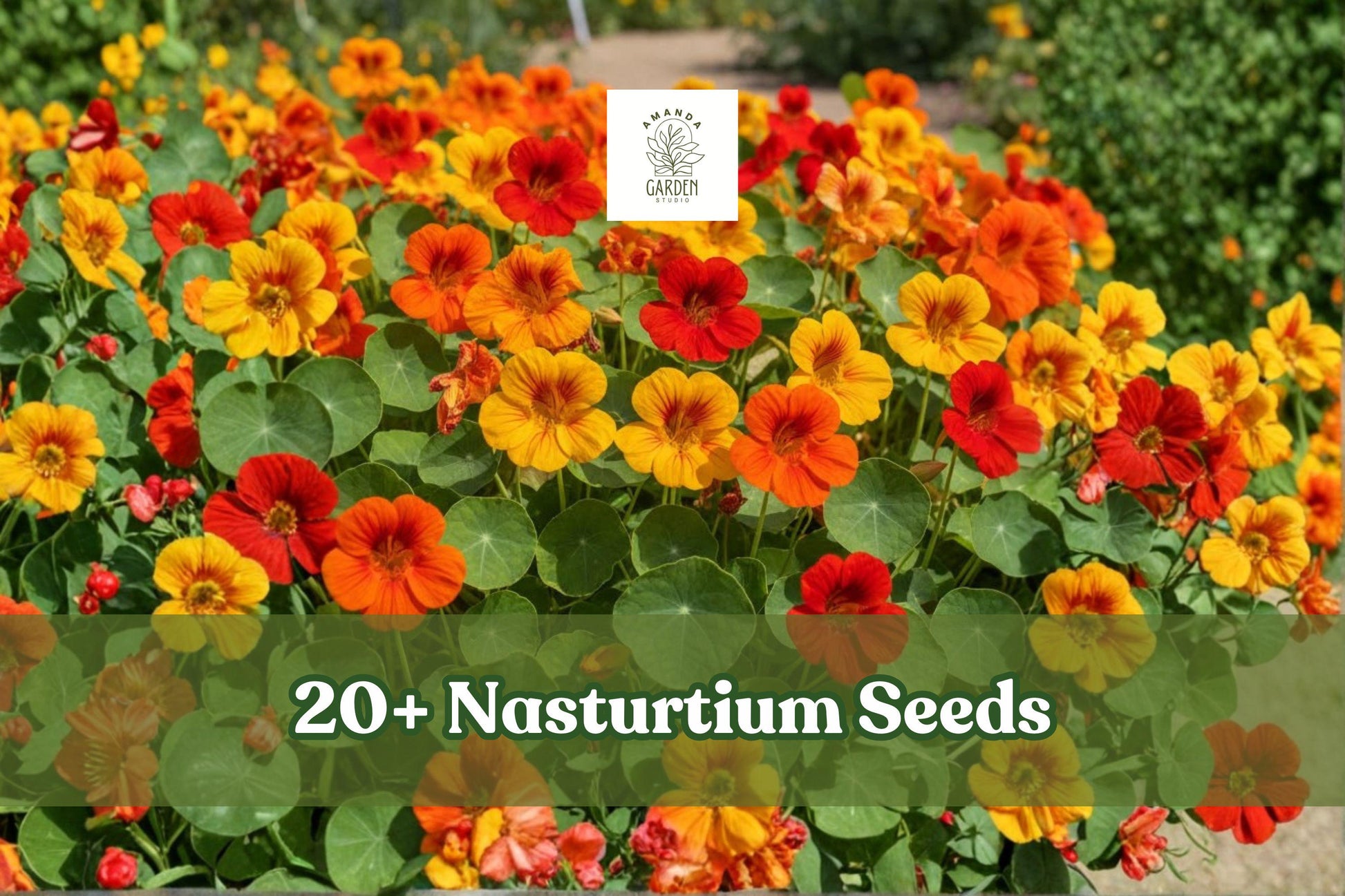 Dwarf Nasturtium Seeds Mix – Edible Flowers, Pollinator Attractant, Tropaeolum majus, Compact Annual for Containers & Gardens
