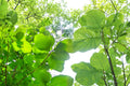 Teak Tree Seeds – Tectona grandis, Tropical Hardwood Tree for Planting, Full Sun, Well-Draining Soil, Exotic Tree Seed
