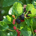 Dwarf Everbearing Mulberry Starter Trees – 4-12 Inches, 2 Healthy Rooted Plants for Garden or Container, Morus alba