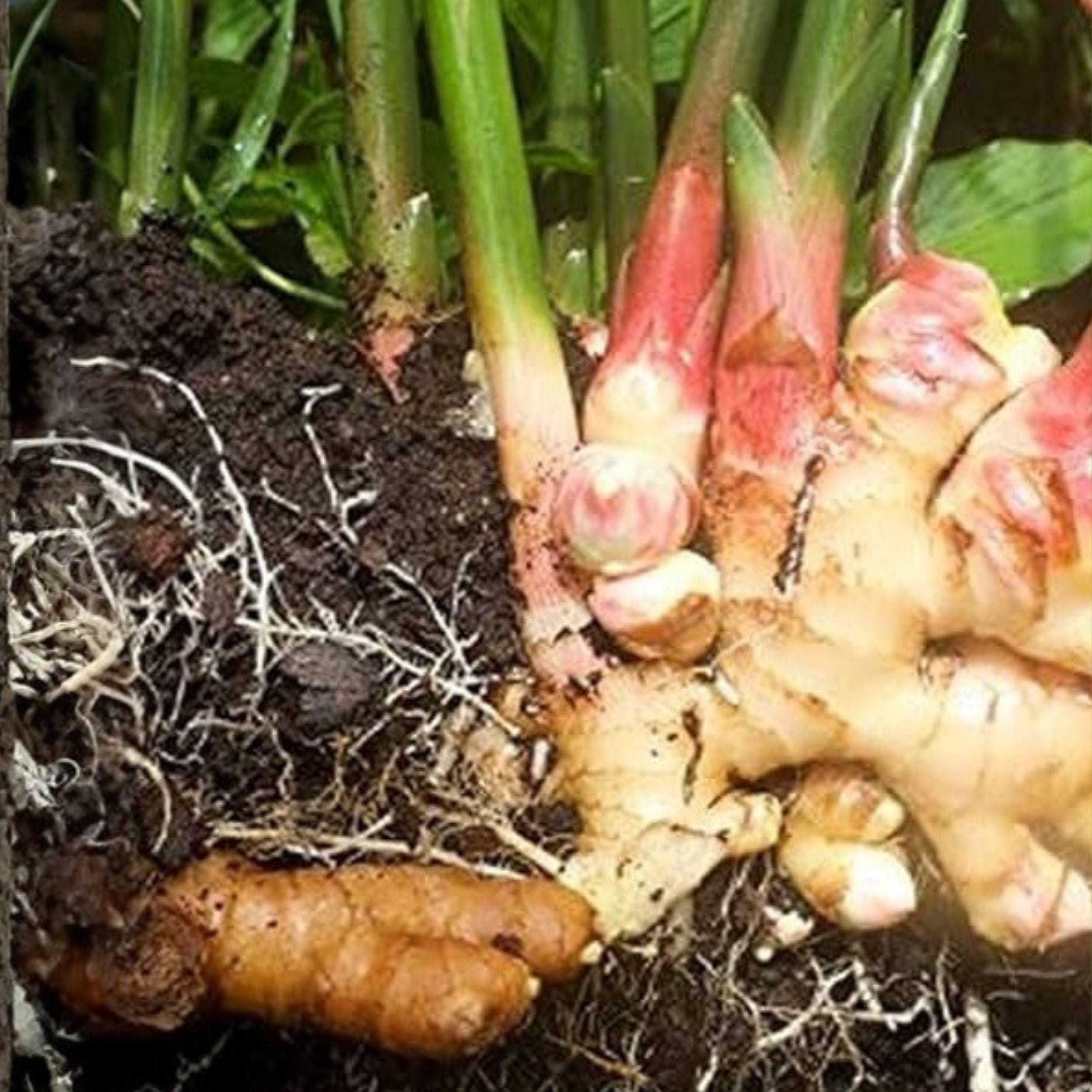 Edible Ginger Plant Starter | Zingiber officinale | 6-10 Inches Live Culinary Herb for Growing