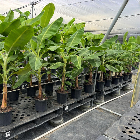Goldfinger Banana Starter Plants 4-8 Inches, Rooted Live Plants for Garden or Container, Tropical Fruit Plant