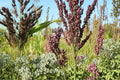 Wild Game Sorghum Seeds 1/2 Pound | Sorghum bicolor Grain Crop for Open Fields & Gardens