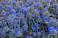 Blue Star Sea Holly Seeds – Eryngium planum, Ornamental Perennial with Spiky Blue Flowers for Garden Borders & Dried Arrangements