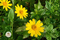 Yellowray Goldfields Seeds – Native Lasthenia glabrata Wildflower, Bright Golden Yellow, Pollinator Attracting, 100 Seeds