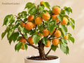 Apricot Tree Starter Plant – Edible Fruit Bearing Prunus armeniaca, 3-6 Inch Bare Root Fruit Tree for Garden & Orchard