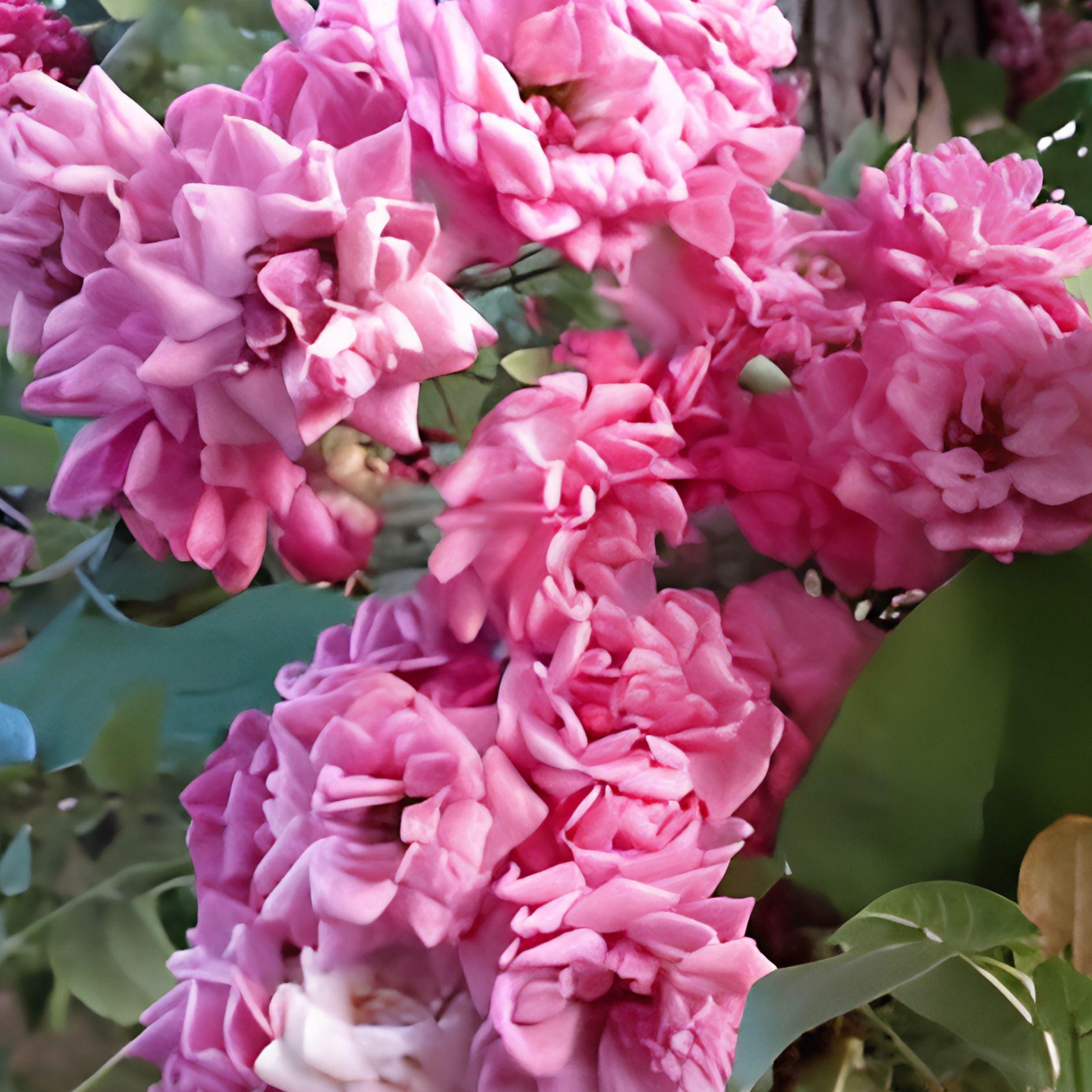 French Rose Cuttings – 4 Unrooted Climbing Rose Vines for Garden, Fence & Trellis – Rosa gallica