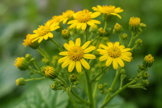 Golden Ragwort Seeds Packera aurea - Native Wildflower for Woodland Gardens & Pollinator Habitats, Bright Yellow Blooms, Easy to Grow