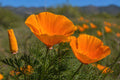 California Poppy Seeds 50 Orange Eschscholzia californica Wildflower Drought-Tolerant Flowering Plant