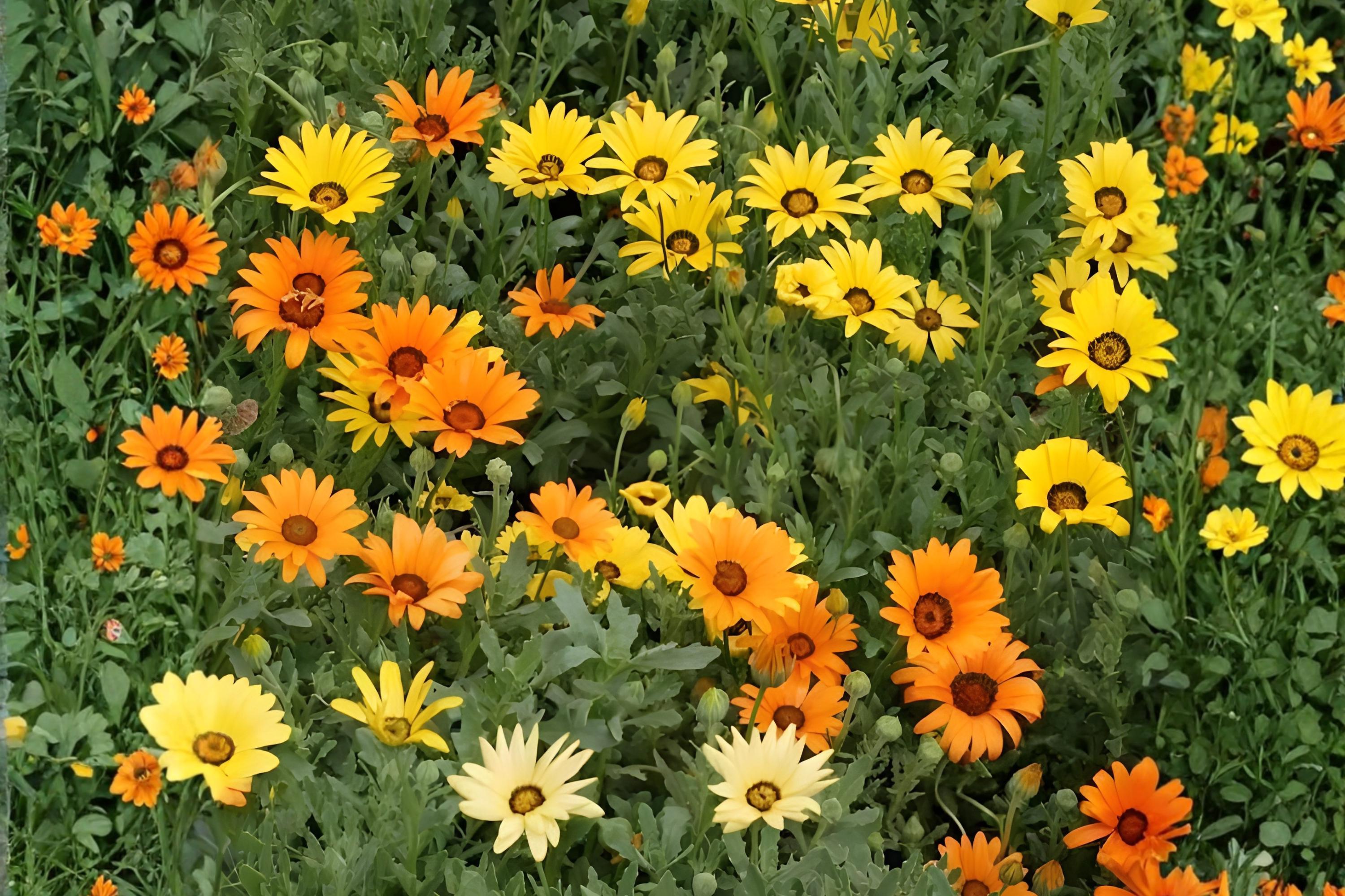 African Daisy Seeds (Dimorphotheca sinuata) - Bright Orange Wildflower for Borders & Containers, Drought Tolerant Annual