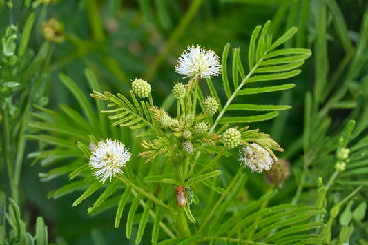 Illinois Bundleflower Seeds (50) | Native Prairie Wildflower | Desmanthus illinoensis | Drought Tolerant, Pollinator-Friendly